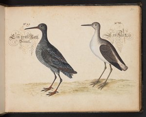 An Exact Natural Description and Delineation of the Water-Fowls, Fishes, Fourfooted Beasts, Insect, and Worms, which are Found in the Waters at Strasbourg, which I Myself Shot and Handled. Leonard Baldner, Fisher and Citizen in Strasbourg by Leonhard Baldner