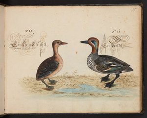 An exact natural description and Delineation of the Water-Fowls, Fishes, Fourfooted Beasts, Insect, and Worms, which are found in the waters at Strassburg by Leonhard Baldner