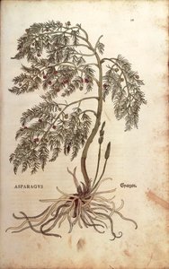 Asparagus (Asparagus officinalis) by Leonhart Fuchs from De historia stirpium commentarii insignes (Notable Commentaries on the History of Plants) by Leonhard Fuchs