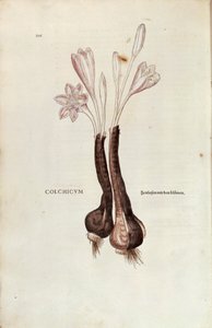 Autumn Crocus (Colchicum autumnale) by Leonhard Fuchs