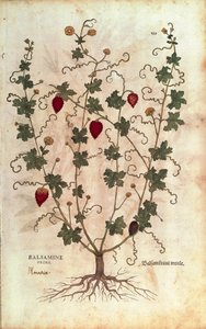 Balsam Apple (Momordica balsamina) from Notable Commentaries on the History of Plants by Leonhard Fuchs