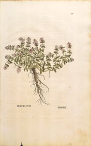 Breckland or Wild Thyme (Thymus serpyllum) by Leonhard Fuchs