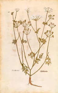 Caraway - Carum carvi (Caros) by Leonhart Fuchs from De historia stirpium commentarii insignes (Notable Commentaries on the History of Plants)