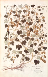 Common Hop (Humulus lupulus) by Leonhart Fuchs from 