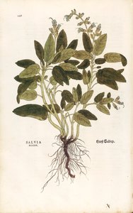 Common Sage (Salvia officinalis)