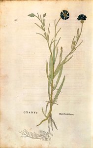 Cornflower by Leonhart Fuchs from 