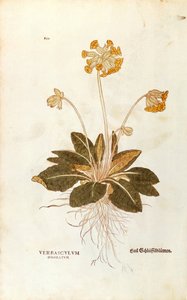 Cowslip - Primula veris officinalis (Verbasculum odoratum) from De historia stirpium commentarii insignes (Notable Commentaries on the History of Plants), coloured engraving