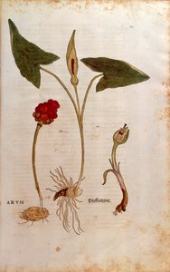 Cuckoo Pint or Italian Lords-and-Ladies (Arum italicum) by Leonhard Fuchs