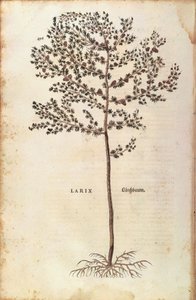 European larch (Larix decidua) from De historia stirpium commentarii insignes (Notable Commentaries on the History of Plants) coloured engraving