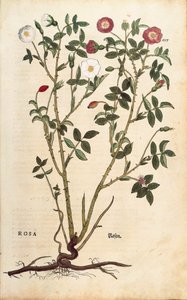 Evergreen Rose (Rosa sempervirens) from Notable Commentaries on the History of Plants