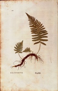 Fern, Common Polypody by Leonhart Fuchs from De historia stirpium commentarii insignes