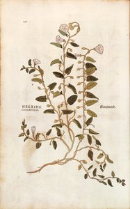 Field Bindweed (Convolvulus arvensis) from Notable Commentaries on the History of Plants by Leonhard Fuchs