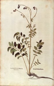 Great Burnet (Sanguisorba officinalis) by Leonhard Fuchs