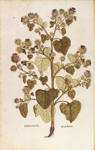 Greater Burdock (Arctium lappa) by Leonhard Fuchs