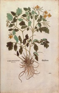 Greater celandine (Chelidonium majus) from De historia stirpium commentarii insignes (Notable Commentaries on the History of Plants) coloured engraving