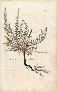 Heather (Calluna vulgaris) from Notable Commentaries on the History of Plants