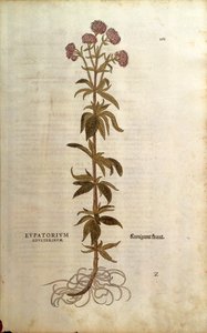 Hemp-agrimony (Eupatorium cannabinum) from Notable Commentaries on the History of Plants by Leonhard Fuchs