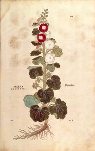 Hollyhock - Malvaceae - Alcea (Malva hortensis) by Leonhart Fuchs from De historia stirpium commentarii insignes (Notable Commentaries on the History of Plants) by Leonhard Fuchs
