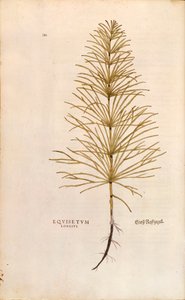 Horsetail - Equisetum arvense (Equisetum longius) from De historia stirpium commentarii insignes (Notable Commentaries on the History of Plants), coloured engraving by Leonhard Fuchs