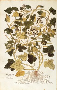 Ivy (Hedera helix nigra aurea) from Notable Commentaries on the History of Plants by Leonhard Fuchs