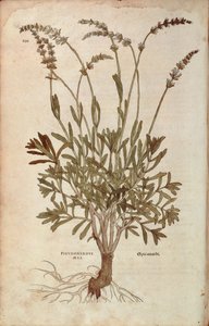 Lavender - Lavandula spica by Leonhard Fuchs