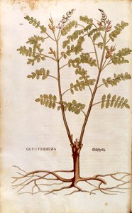 Liquorice or Licorice (Glycyrrhiza glabra) by Leonhard Fuchs
