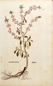 Mezereon - Daphne mezereum by Leonhard Fuchs
