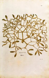 Mistletoe (Viscum album) from De historia stirpium commentarii insignes (Notable Commentaries on the History of Plants) coloured engraving by Leonhard Fuchs