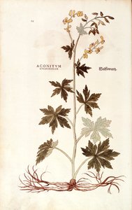 Northern Wolfsbane (Aconitum lycoctonum) by Leonhart Fuchs from De historia stirpium commentarii insignes (Notable Commentaries on the History of Plants)