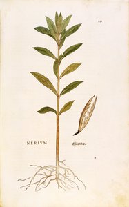 Oleander (Nerium oleander) by Leonhard Fuchs
