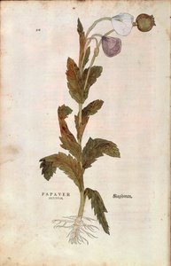 Opium poppy - Papaver somniferum (Papaver satiuum) by Leonhart Fuchs from De historia stirpium commentarii insignes (Notable Commentaries on the History of Plants) by Leonhard Fuchs