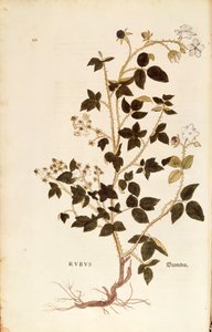 Plate: Dewberry (Rubus) by Leonhard Fuchs