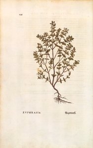 Red Eyebright (Euphrasia officinalis) by Leonhart Fuchs from De historia stirpium commentarii insignes (Notable Commentaries on the History of Plants)