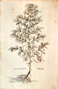Rosemary (Rosmarinus Officinalis)