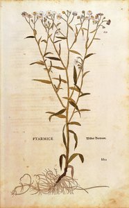 Sneezewort - Achillea ptarmica by Leonhard Fuchs