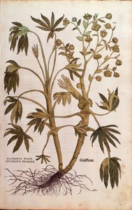 Stinking Hellebore or Dungwort - Helleborus foetidus (Helleborus niger adulterinus sylvestris) by Leonhart Fuchs from De historia stirpium commentarii insignes (Notable Commentaries on the History of Plants) by Leonhard Fuchs