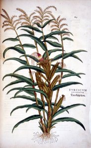 The corn - in 