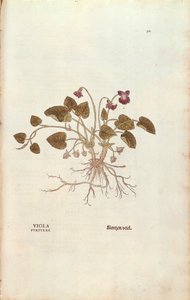 Violet (Viola odorata)