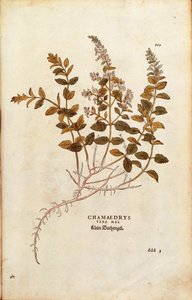 Wall Germander - Teucrium chamaedrys by Leonhard Fuchs