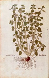 White Horehound by Leonhart Fuchs from De historia stirpium commentarii insignes by Leonhard Fuchs