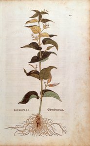 White Swallowwort - Cynanchum vincetoxicum (Asclepias) from De historia stirpium commentarii insignes (Notable Commentaries on the History of Plants) coloured engraving by Leonhard Fuchs