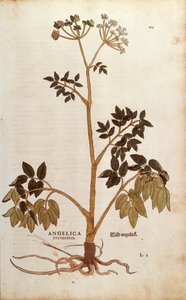 Wild Angelica (Angelica sylvestris) by Leonhard Fuchs