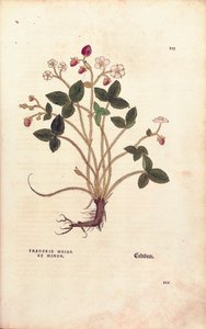 Woodland strawberry - Fragaria vesca (Fragaria maior et minor) from De historia stirpium commentarii insignes (Notable Commentaries on the History of Plants), coloured engraving