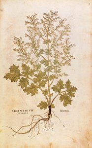 Wormwood - Artemisia absinthium