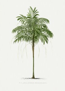 Areca Monostachya II by Les Palmiers Histoire Iconographique