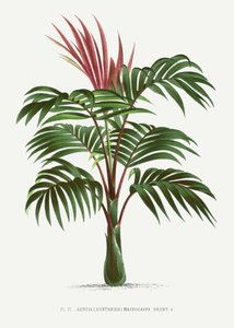 Kentiopsis by Les Palmiers Histoire Iconographique