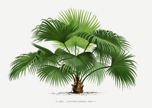 Livistona C by Les Palmiers Histoire Iconographique