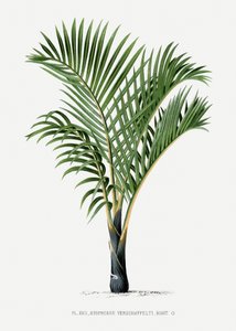 Hyophorbe V by Les Palmiers Histoire Iconographique