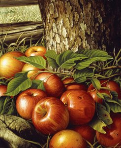 Apples and Tree Trunk