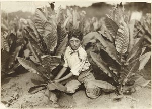 Ten Year Old Picker on Gildersleeve Tobacco Farm by Lewis W. Hine
